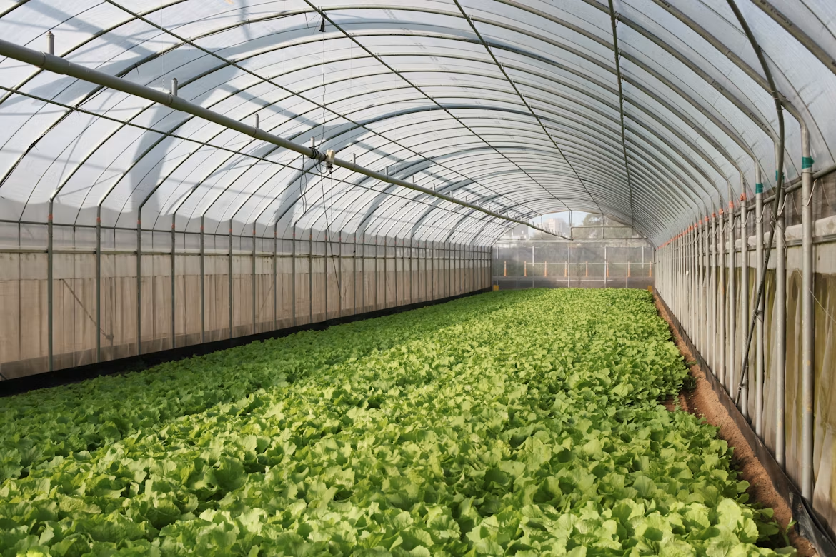 Lush greenhouse interior with lettuce rows and golden light